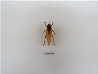 藏品(直翅目)的圖片